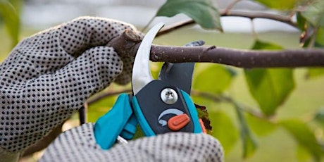 All About Gardening: Principles of Pruning primary image