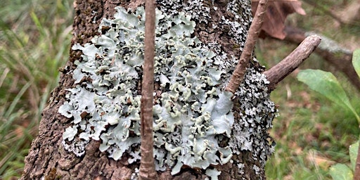 Fungi and Lichen Guided Walk:  Great Southern Bioblitz - Maranoa Gardens