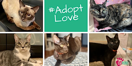 PetSmart Kitten Adoption  primärbild