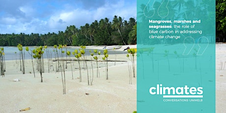 Mangroves, marshes & seagrasses: the role of blue carbon in addressing climate change primary image