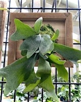 Epiphyte Wall Mount Happy Hour Workshop