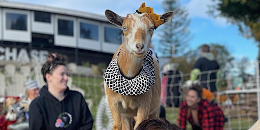 Goat Yoga Halloween Costume Party Arlington