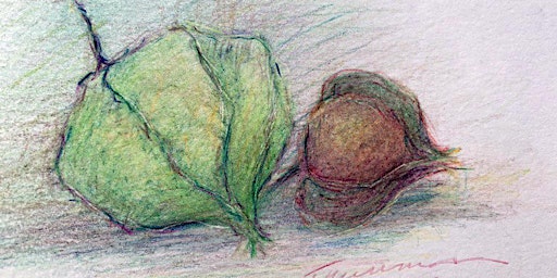 Nature Drawing: December 15: Poinsettia