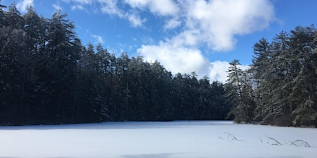 A Mindful Walk in the Woods primary image