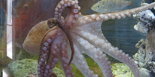 An Octopus's Garden for Junior Ecologists (ages 6-9)