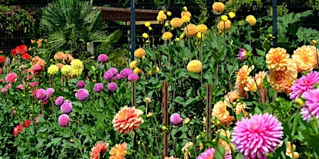 Putting Your Dahlias to Bed