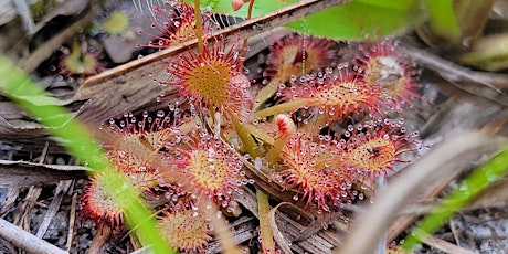 Saturday in the Gardens:  Carnivorous & Toxic Plants