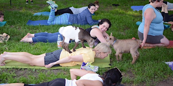 Goat Yoga at Chip-In Farm