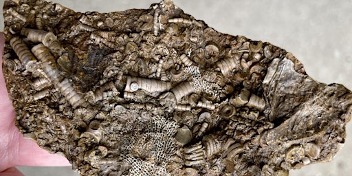 EGS Public Lecture: Scotland's Fossils