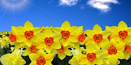 LAST MINUTE ORDERS for DAFFODIL DAY primary image