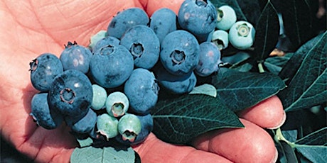 Food Safety Training for Blueberry Growers
