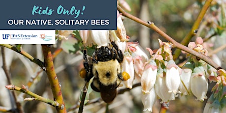 FOR KIDS ONLY (suggested ages  6-12) Our Native, Solitary Bees