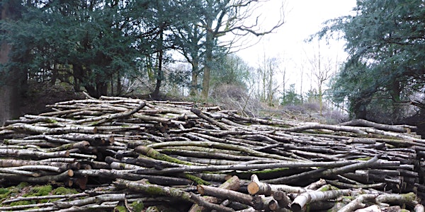 Rusland Horizons Practical Coppicing