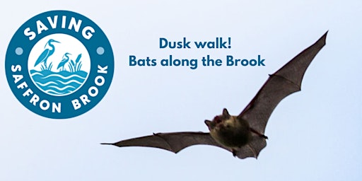 Nature Walk - bats along the brook primary image