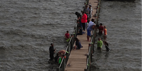 Living Dock Deployment on Melbourne Beach Pier