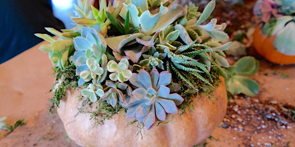 Pumpkin Succulents Centerpiece
