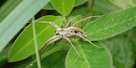 ERCCIS Introduction to Spider Identification primary image