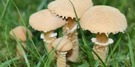 All about fungi wildlife webinar