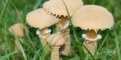 Image principale de All about fungi wildlife webinar