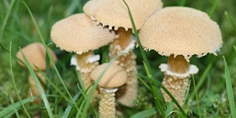 All about fungi at Knighton Spinney