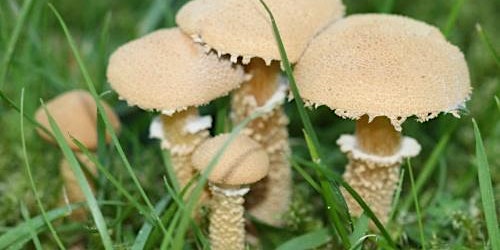 All about fungi at Knighton Spinney primary image