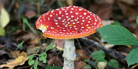 Wildlife walk: autumn fungi at Brocks Hill Country Park