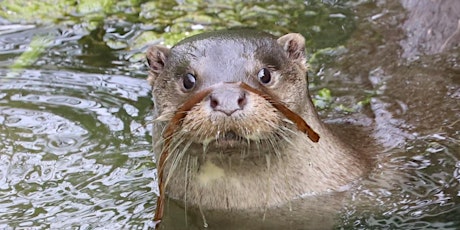 Be an otter spotter! Webinar - learn about otters