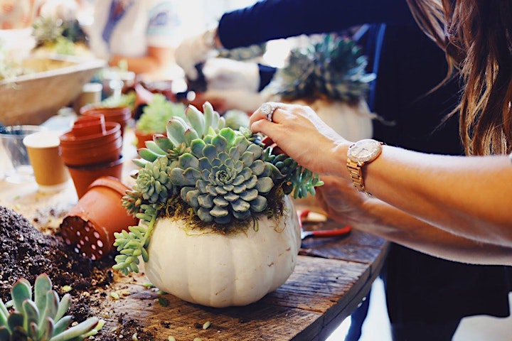 In-Person Pumpkin Succulent Workshop at Wagonhouse Winery image