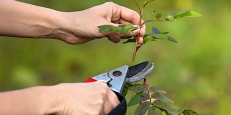 Pruning Basics - back by popular demand
