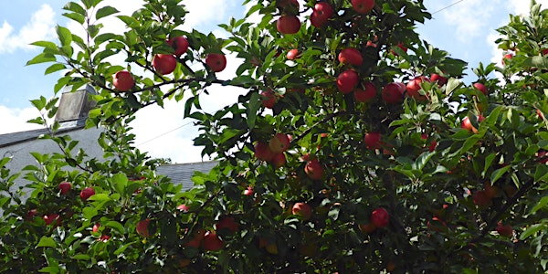 Rusland Horizons: Planting and Managing an Orchard