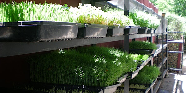 The Power of Enzymes: Fermentation, Sprouting Basics, Planting Microgreens