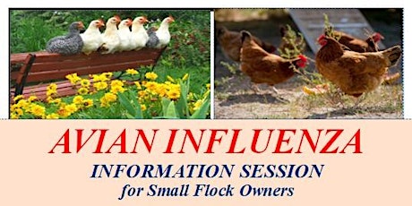 Avian Influenza Information Session for Small Flock Poultry Owners - Duncan