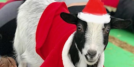 Goat Yoga Nashville- Happy Holiday's Class