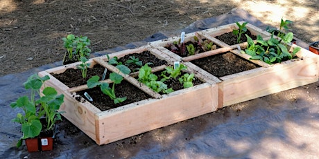 Organic Vegetable Gardening for Beginners (a Hands-On Workshop)  primary image