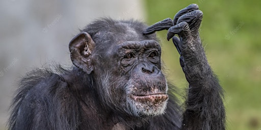 99% Chimp, 2/3rds Water, 86-Billion Neurons; is it any wonder we  mess up?