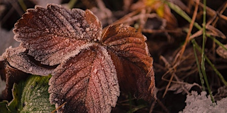 Fall Garden Workshops - Putting Your Garden to Bed - Online primary image