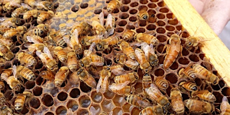 Virtual Beginning Beekeeping 2 Part Class