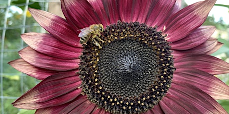 Fall Garden Workshops - Fall and Winter Pollinator Gardens - Online