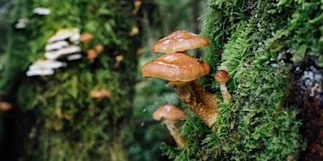 NatureKids: Mushroom Walk  #1