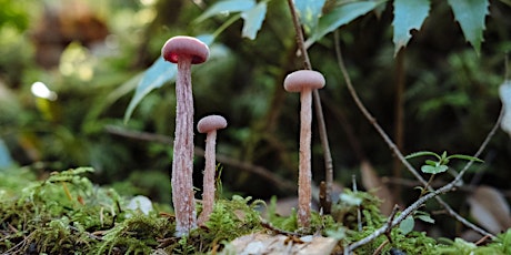 NatureKids: Mushroom Walk  #2