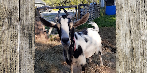 Introduction to Goat Keeping