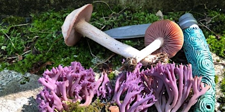 Foraging for Wild Mushrooms: An Identification Workshop