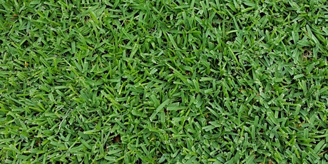 10-5-2022 Turf Grass in Florida
