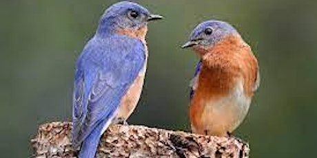 11-5-2022 Bluebirds and Boxes