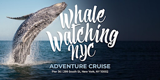 Imagen principal de Whale Watching NYC Adventure Cruise