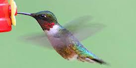 11-21-2022 Hummingbirds in Central Florida