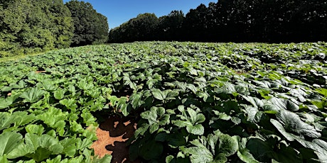 Pumpkin Field Day at Piedmont Research Station