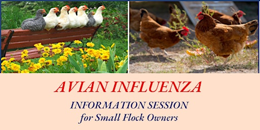 Avian Influenza Information Session for Small Flock Poultry- Merville