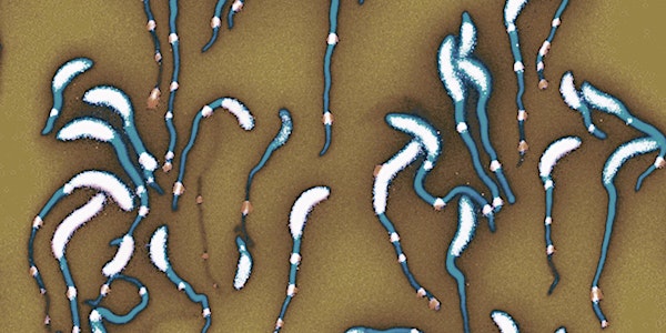 Spatiotemporal organization of bacterial cells