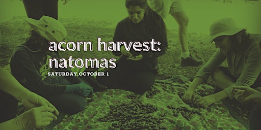 Acorn Harvest: Natomas